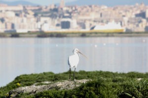 Spatola Bianca - Birdwatching Cagliari