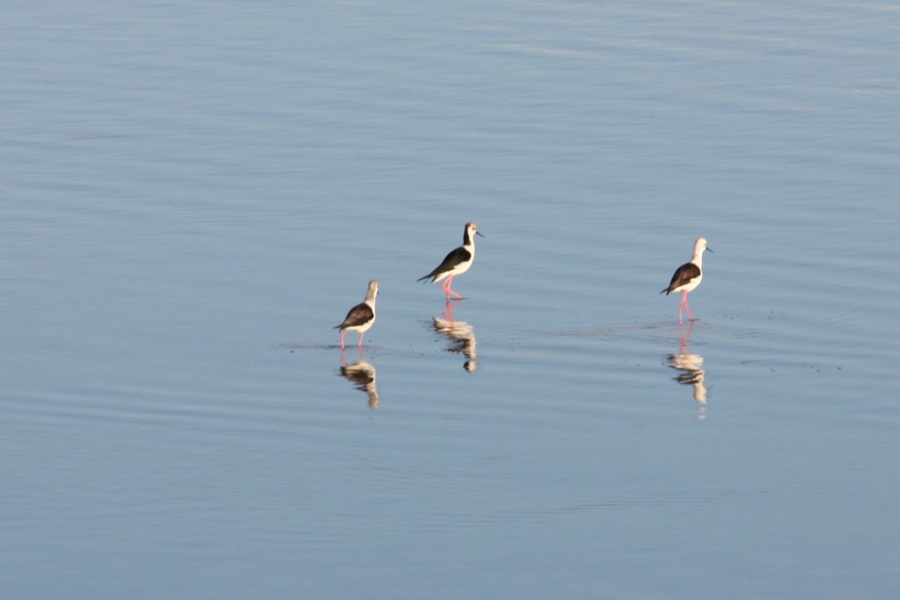 Black-Winged Stilt birds - birdwatching cagliari