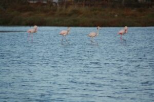 Fenicottero Rosa - Birdwatching Cagliari