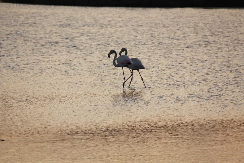 Pink Flamingos - birdwatching cagliari