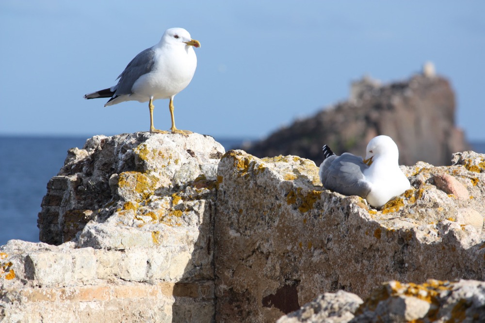 Seagulls - Birdwatching Cagliari.