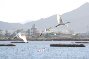 Little Egrets - birdwatching cagliari