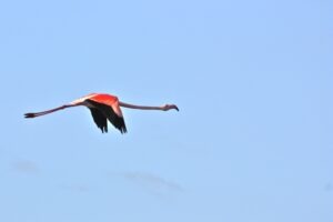 Pink Flamingo - birdwatching cagliari
