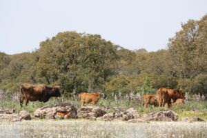 Oxen in the Giara of Gesturi Park.