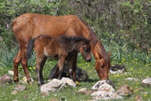 Sardinia wild Horses in the Giara of Gesturi Park