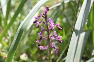 Orchid Anacamptis morio Sardinia