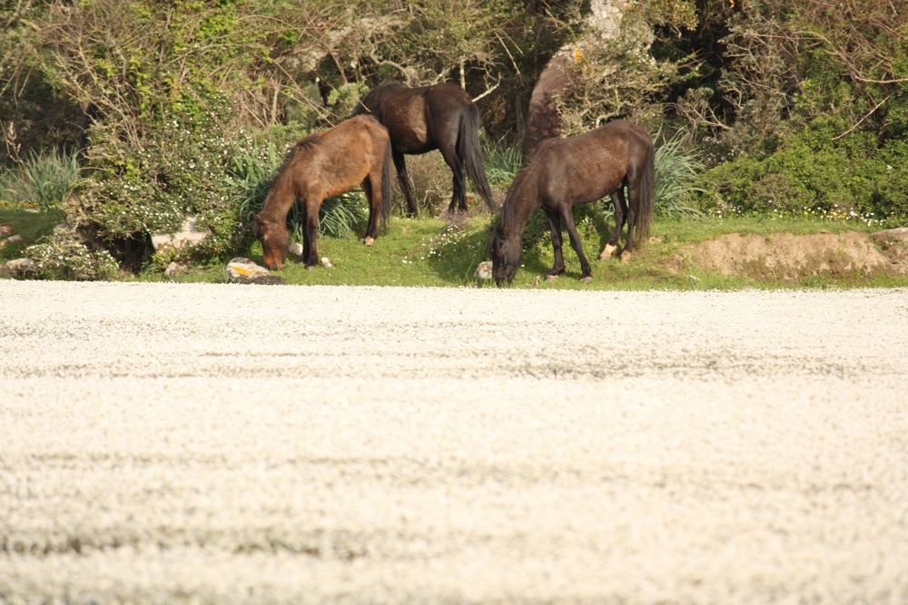 Sardinia wild Horses in the Giara of Gesturi Park
