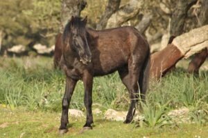Sardinia wild Horse in the Giara of Gesturi Park