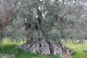 Sardinia centuries old olive trees, Sa Reina