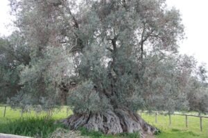 Sa Reina Villamassargia