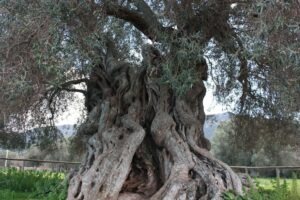 Sardinia centuries old olive trees, Sa Reina