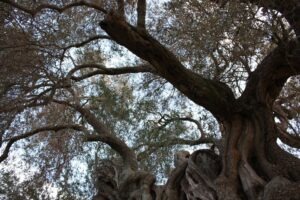 Breath-taking olive trees in South Sardinia
