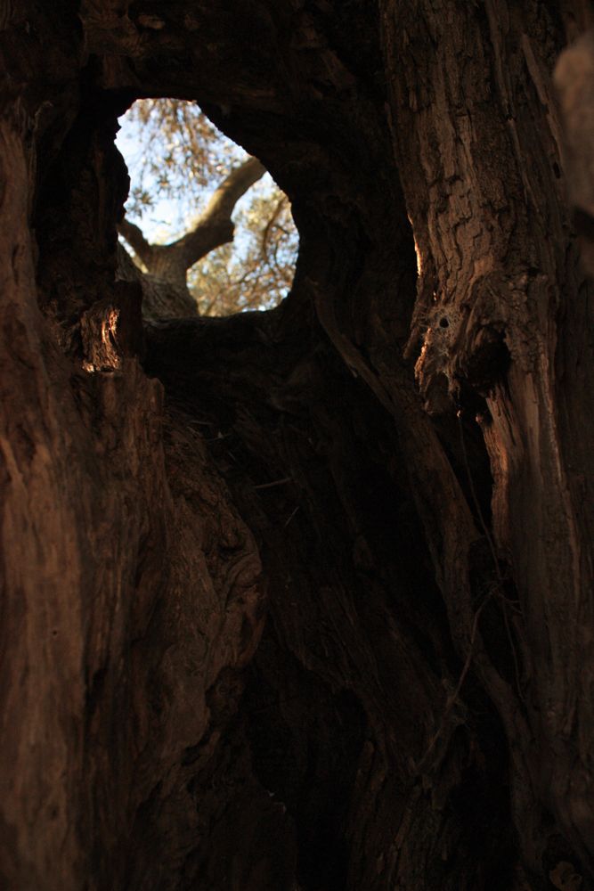 sardinia centuries old olive trees - trunk shape