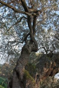 Beautiful old sardinia centuries old olive trees