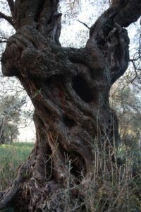 Aged old olive tree trunk in Sardinia