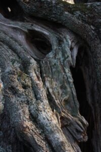 Ulivi secolari del sud sardegna.