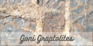 goni graptolites