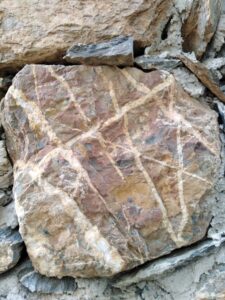 Sardinia graptolites
