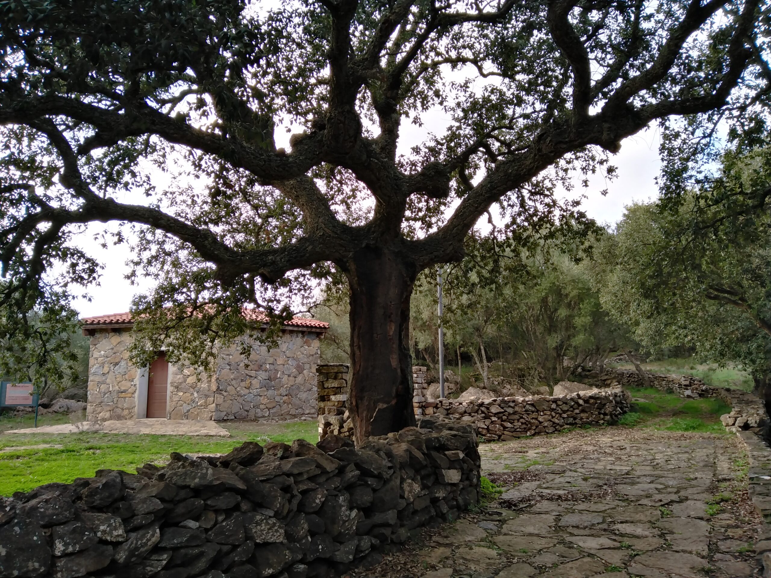 Sardinia graptolites
