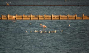 Pink flamingos in the Molentargius park